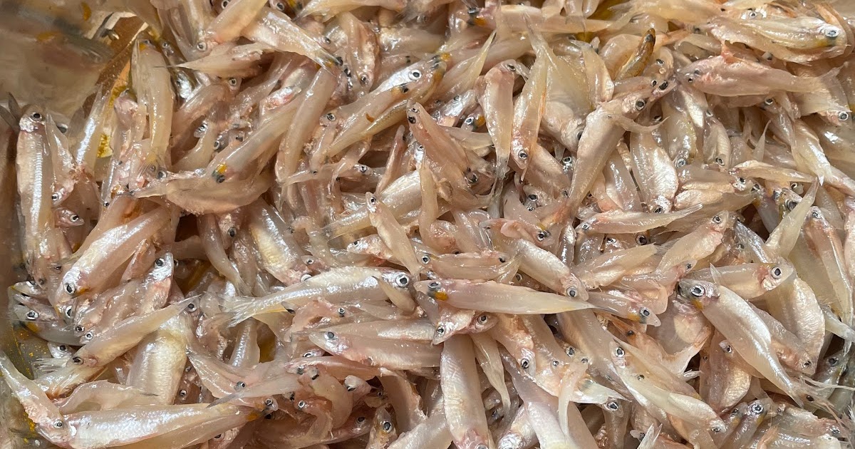 Kaski VN 500G X 12= 6KG